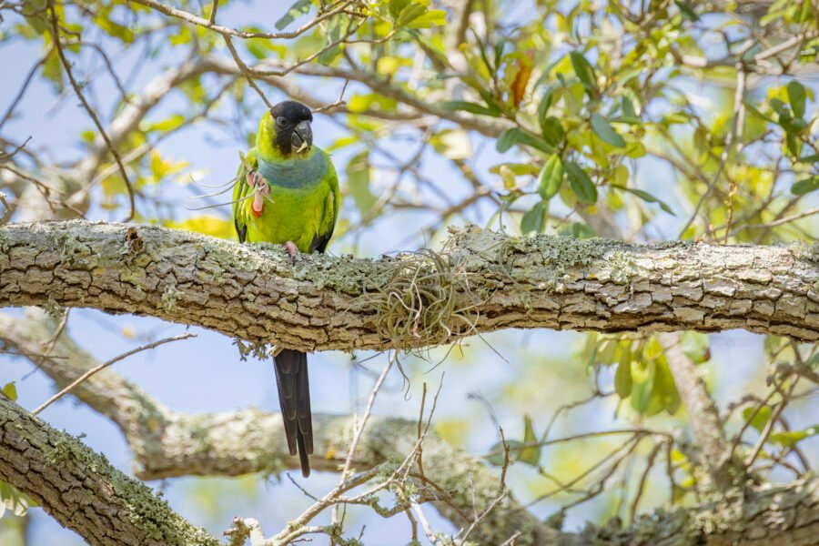 Nanday Parakeet Chewing Air Fern