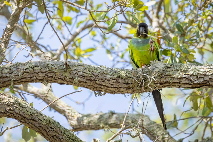 Nanday Parakeet Picking A Piece Of Air Fern