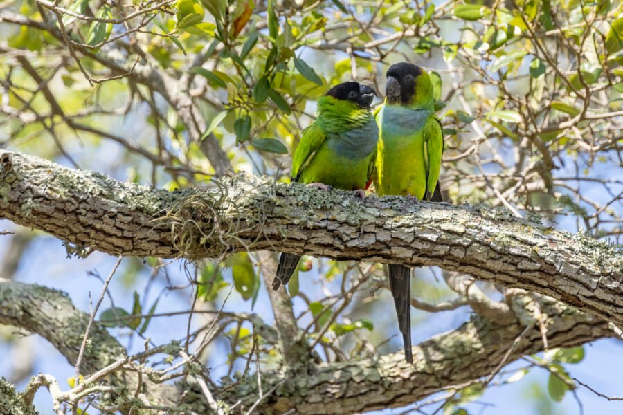 Nanday Parakeets Snuggling In Live Oak Tree