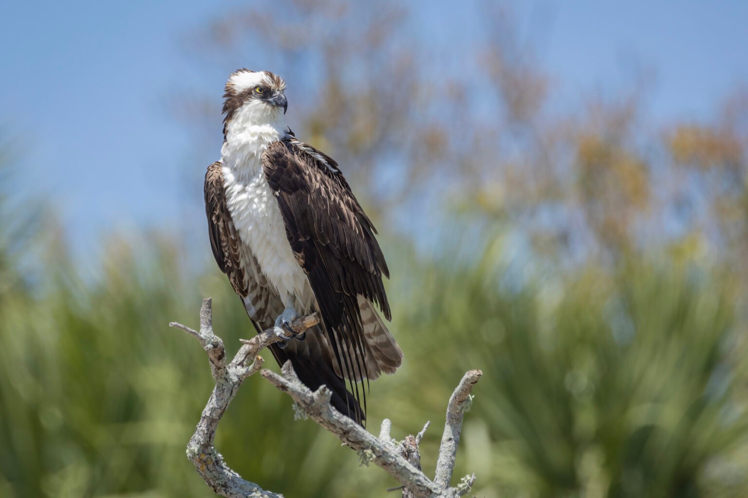 Osprey On Dead Branch Looking Back