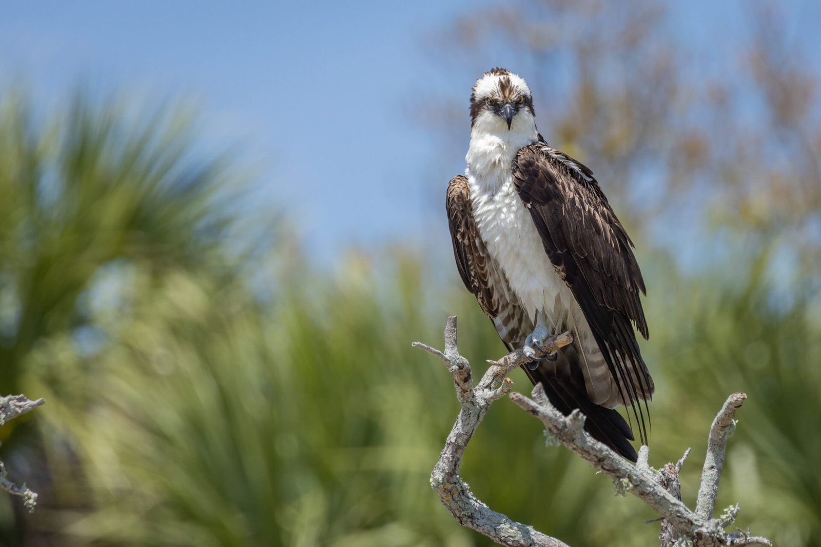 Osprey On Dead Branch Looking Forward