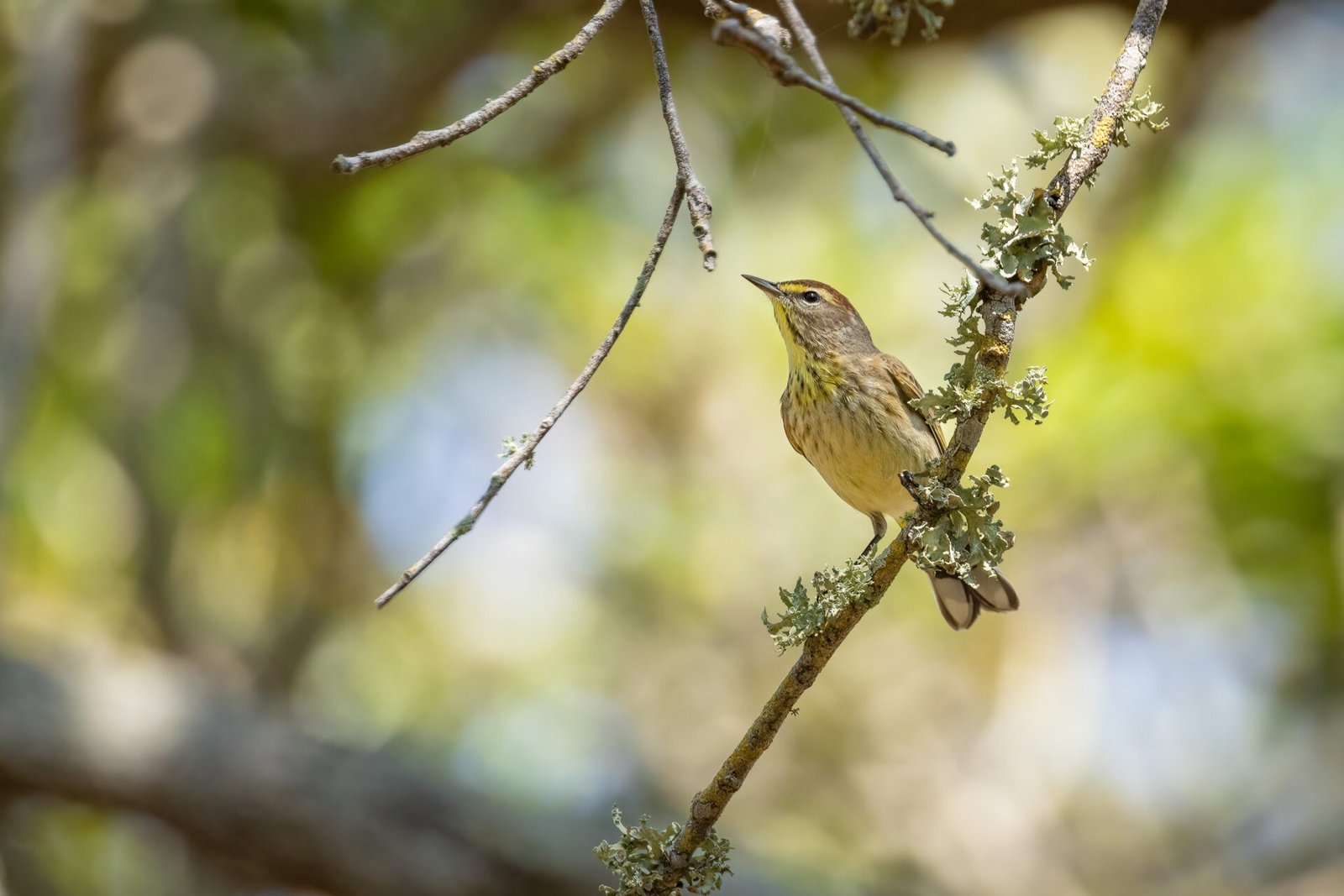 Palm Warbler Perched On Small Oak Branch