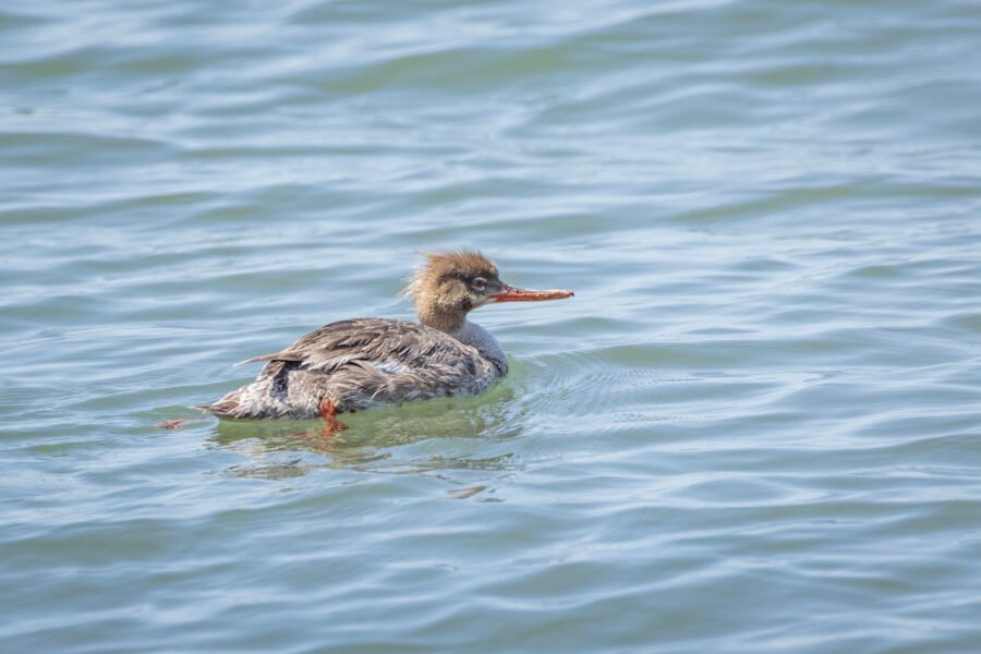 Red Breasted Merganser Female Swimming Away