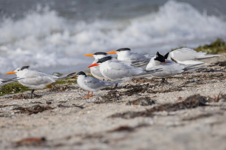 Royal Terns With Common Tern On Beach