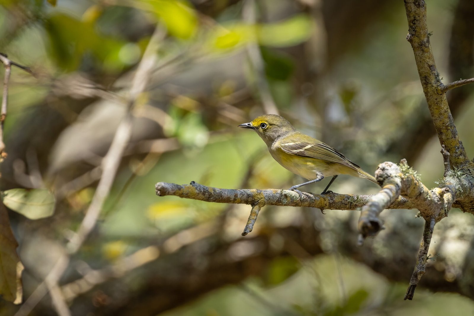 White Eyed Vireo Resting In Oak Tree
