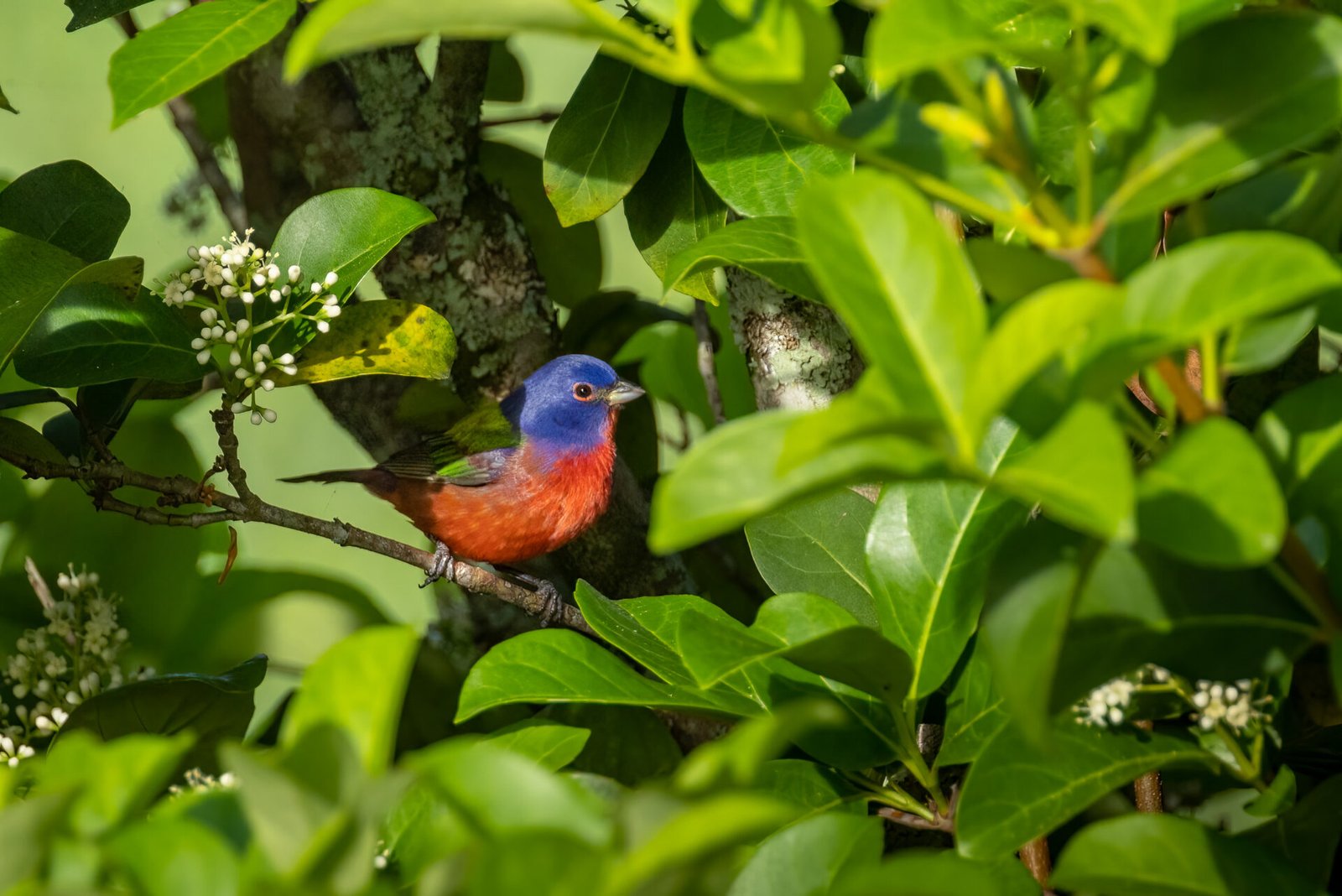 Painted Bunting Male Perched In Sun