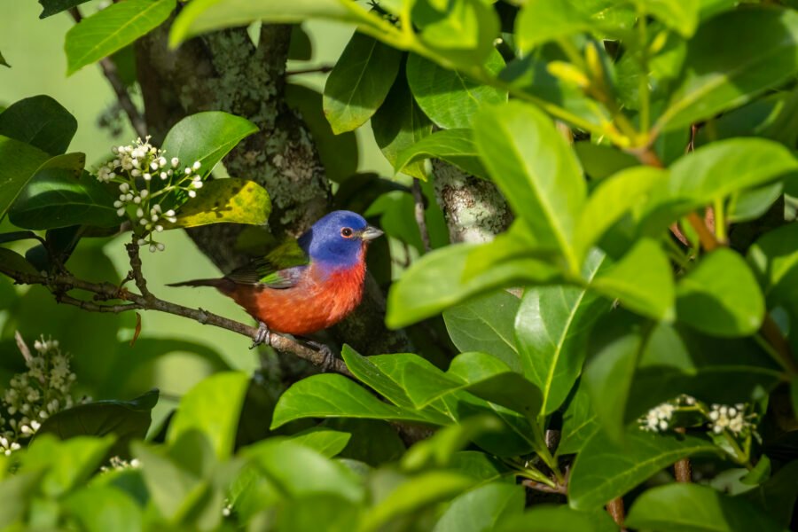 Painted Bunting Male Perched In Sun