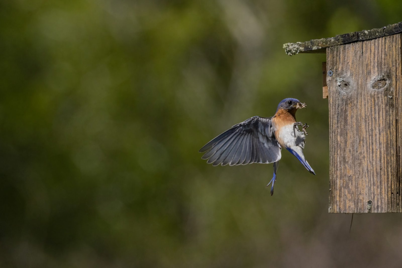 Bluebird Male Bringing Meal To Nest