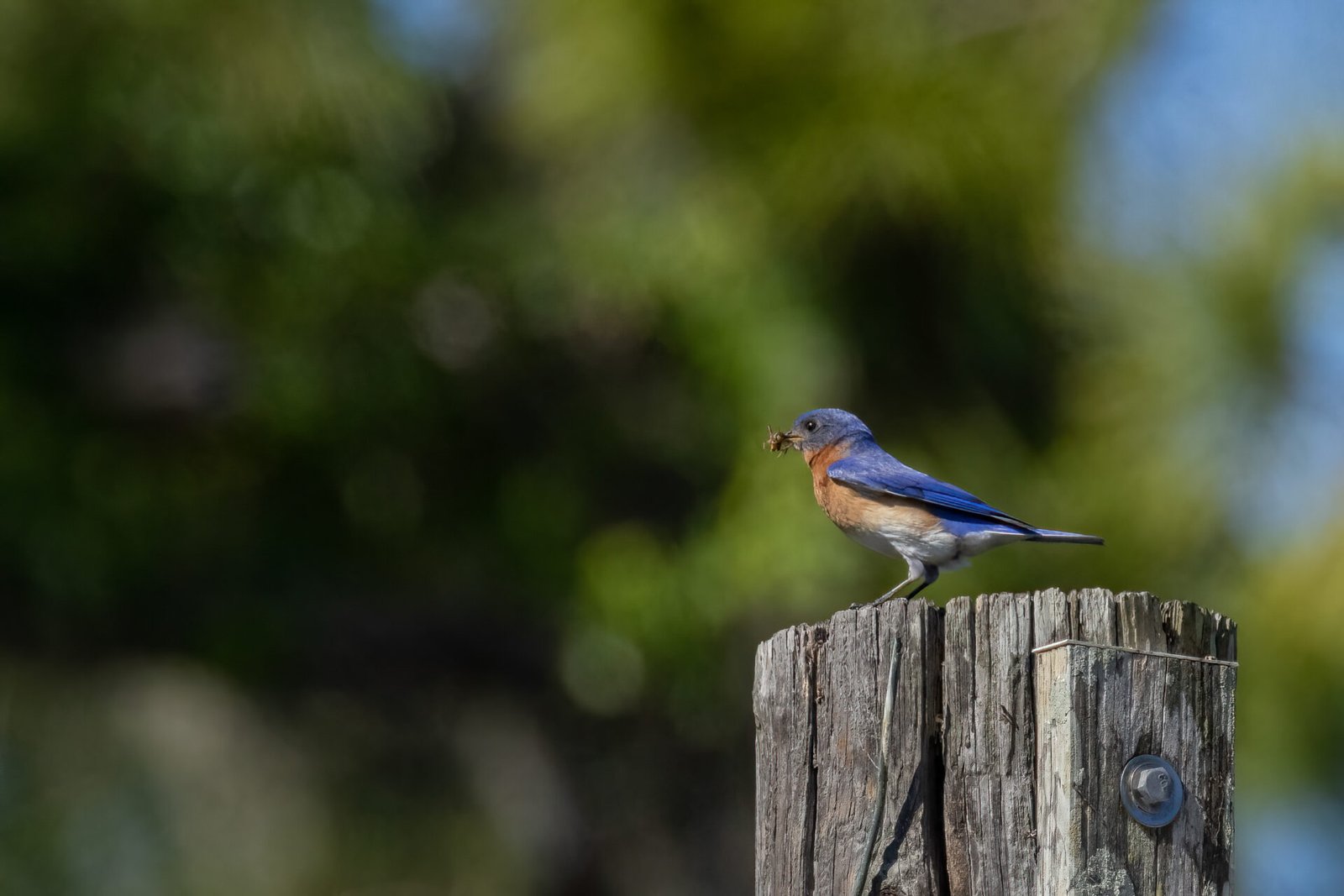 Bluebird Male With Meal For Babies