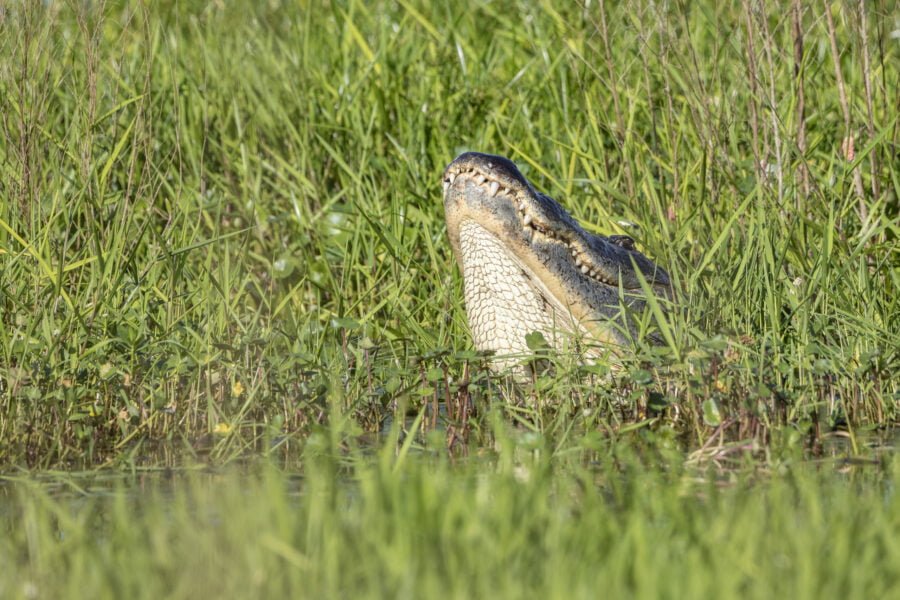 Alligator Male Bellowing In Marsh