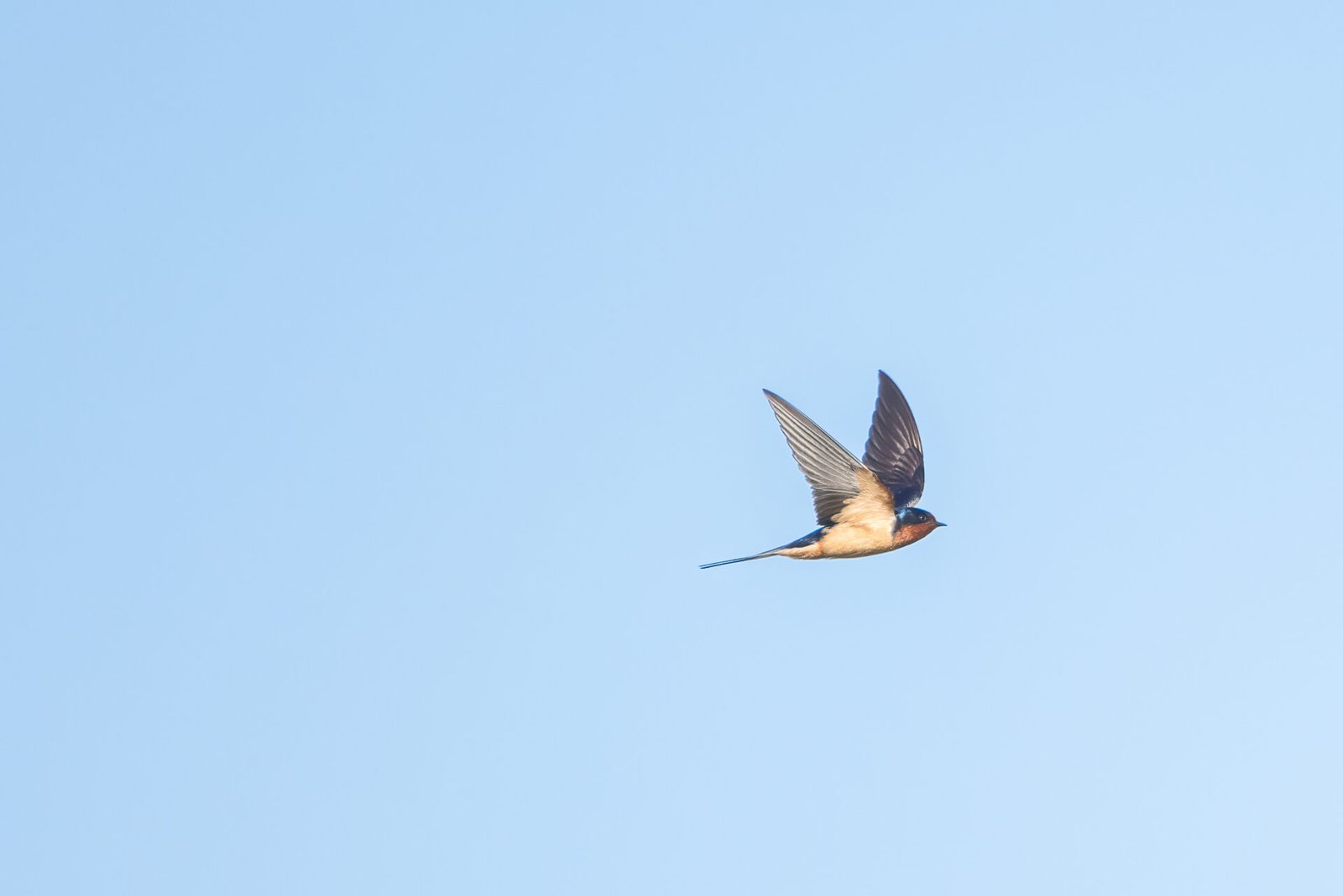 Barn Swallow Sailing By To Right