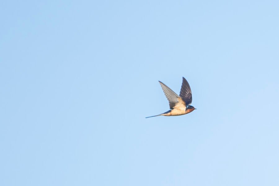 Barn Swallow Sailing By To Right