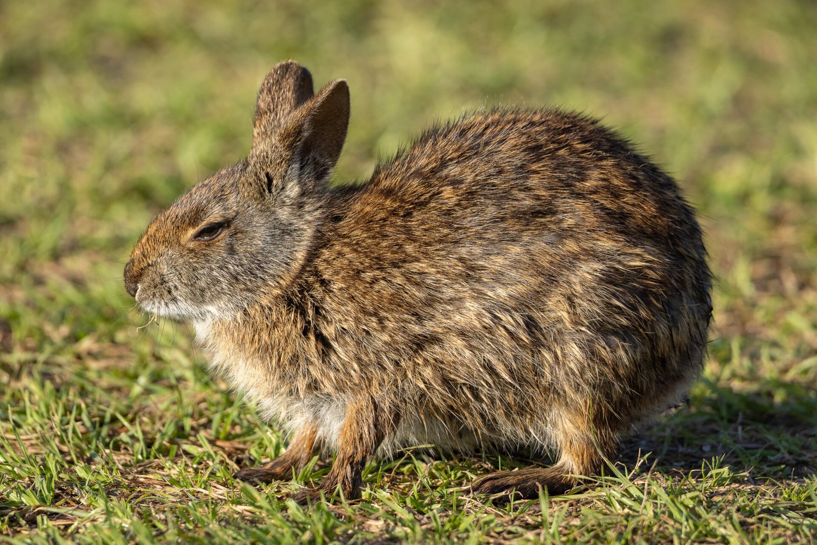 Marsh Rabbit Relaxing After Morning Meal