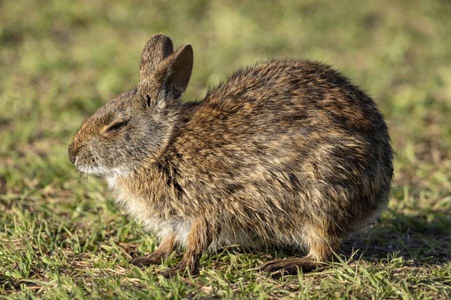 Marsh Rabbit Relaxing After Morning Meal