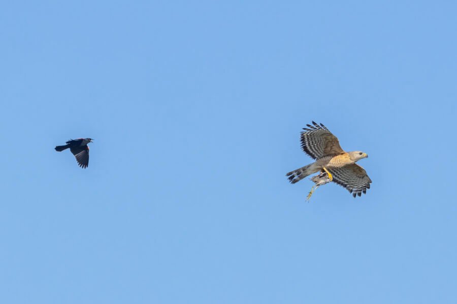 Red Shouldered Hawk With Baby Gallinule