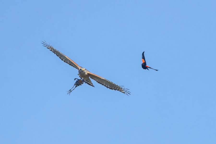 Red Shouldered Hawk With Baby Gallinule Chased By Blackbird