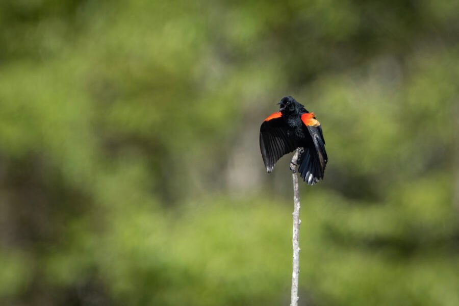 Red Winged Blackbird Balanced On Tip Of Branch