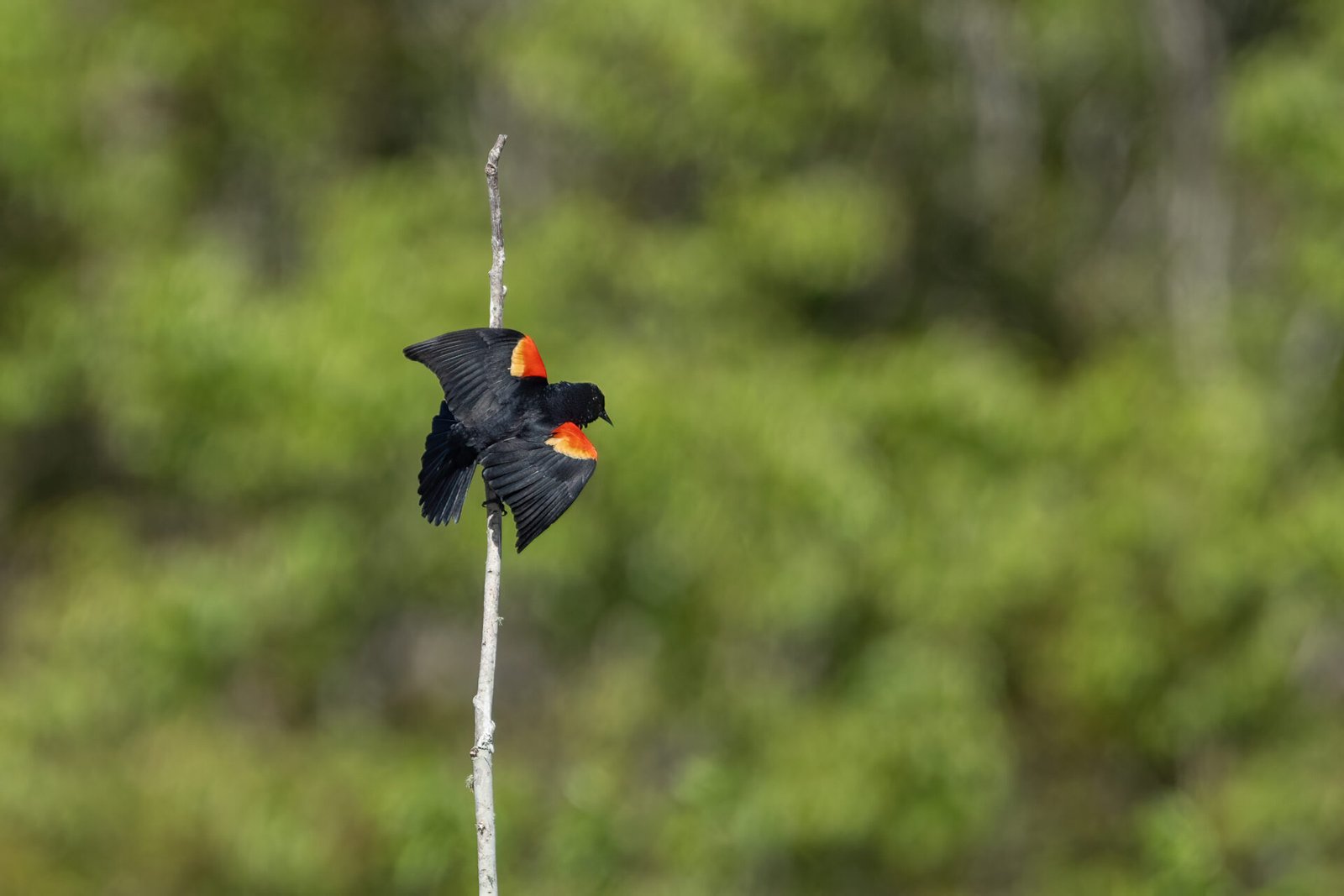 Red Winged Blackbird Landing On Small Branch