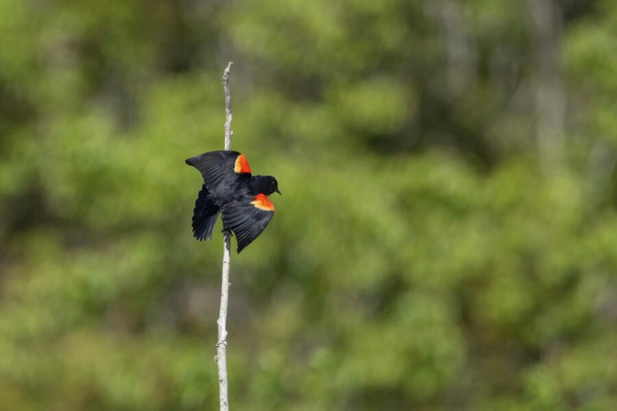 Red Winged Blackbird Landing On Small Branch