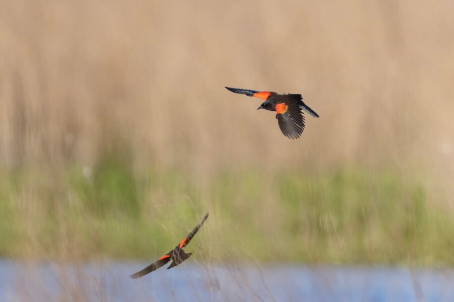 Red Winged Blackbirds Landing In Reeds