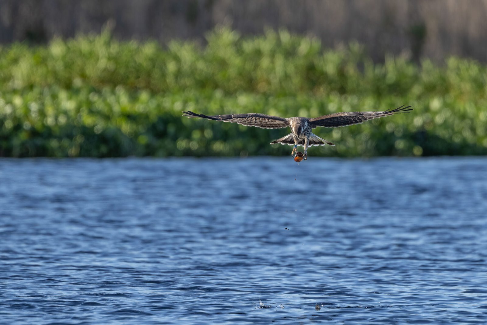 Snail Kite Grabbing Snail From Lake
