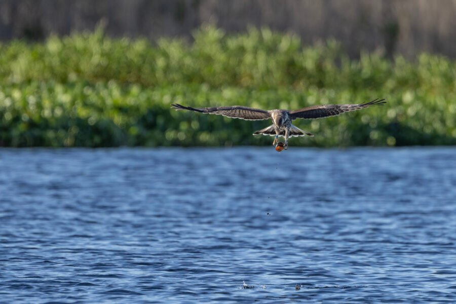 Snail Kite Grabbing Snail From Lake