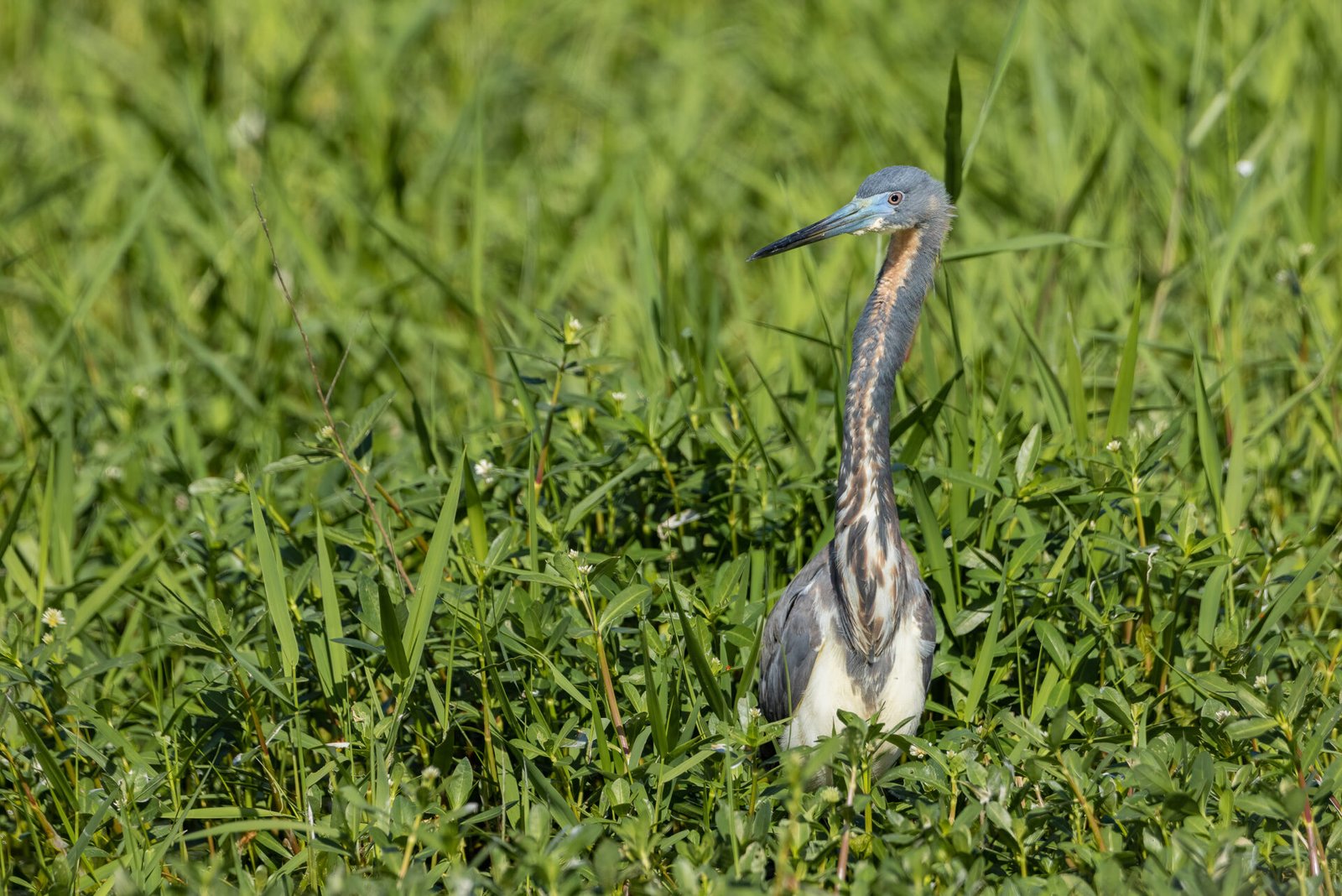 Tri Colored Heron Looking Over Grass For Prey