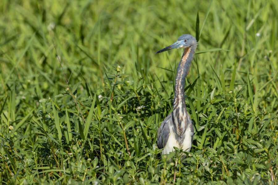 Tri Colored Heron Looking Over Grass For Prey