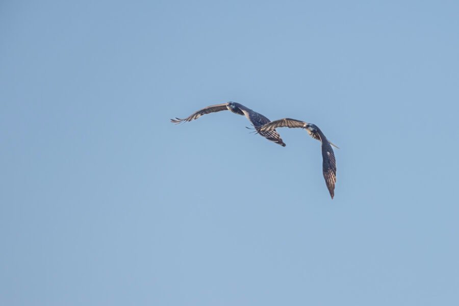 Two Snail Kites Flying Together