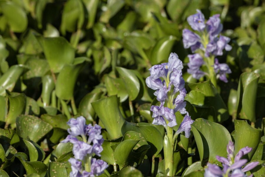 Water Hyacinth Flowers In Marsh