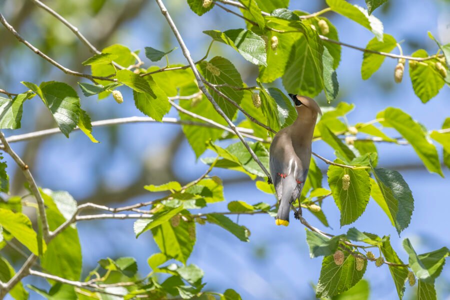 Cedar Waxwing Looking For Berries
