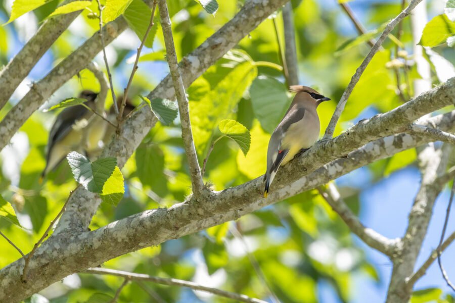 Cedar Waxwings Perched In Fruit Tree