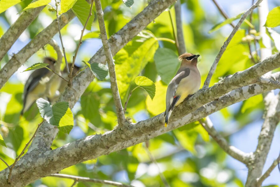Cedar Waxwings Resting In Fruit Tree