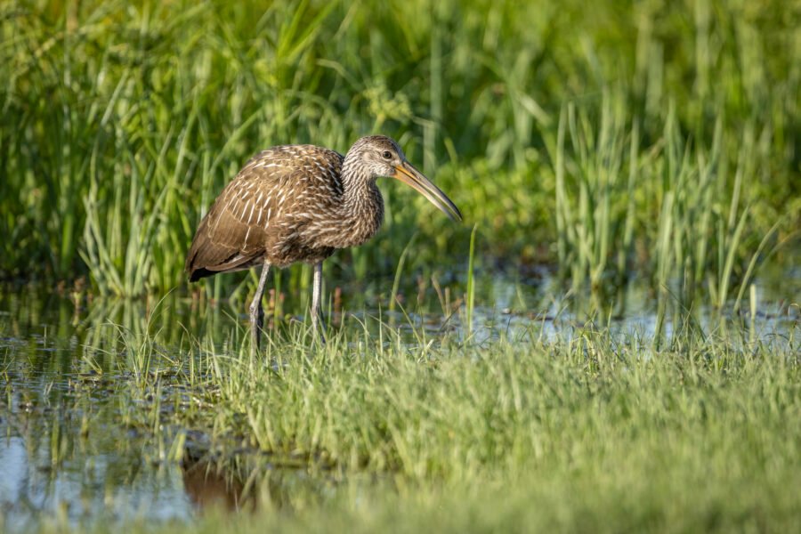 Limpkin Eating Snails Along Edge Of Lake