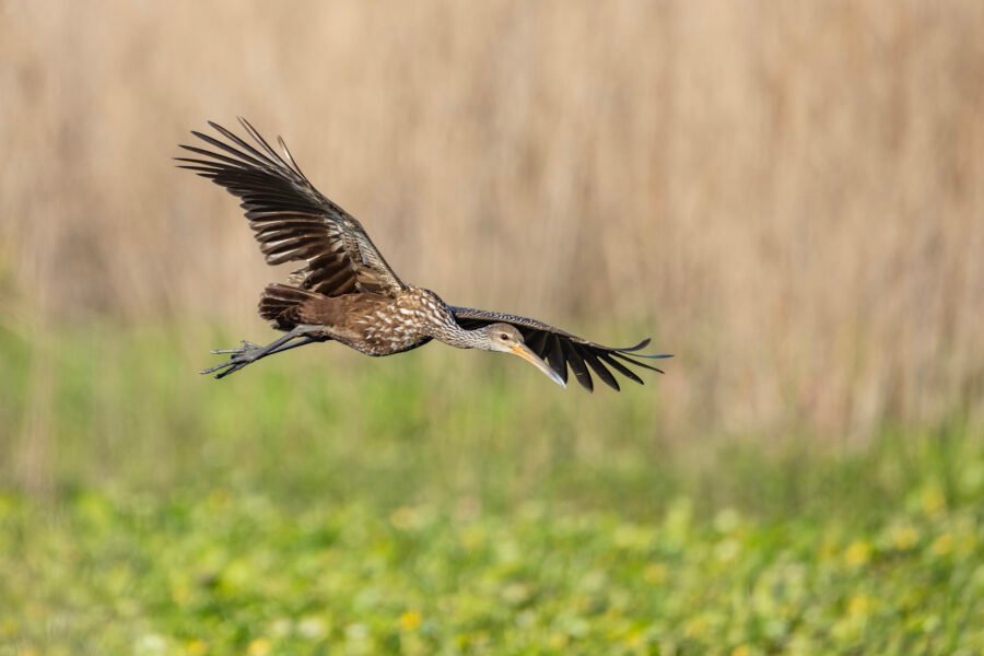 Limpkin Gliding In For Landing