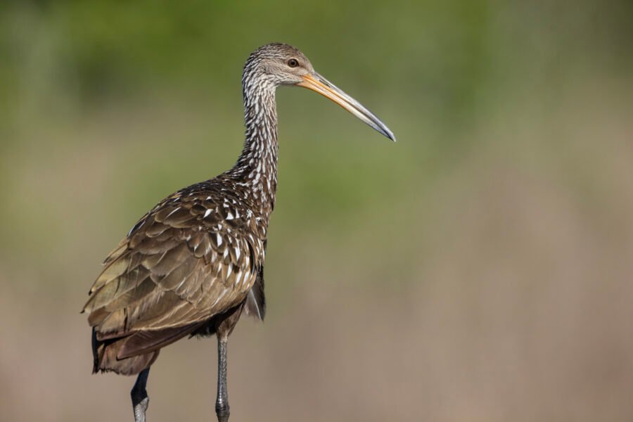 Limpkin Portrait On Railing