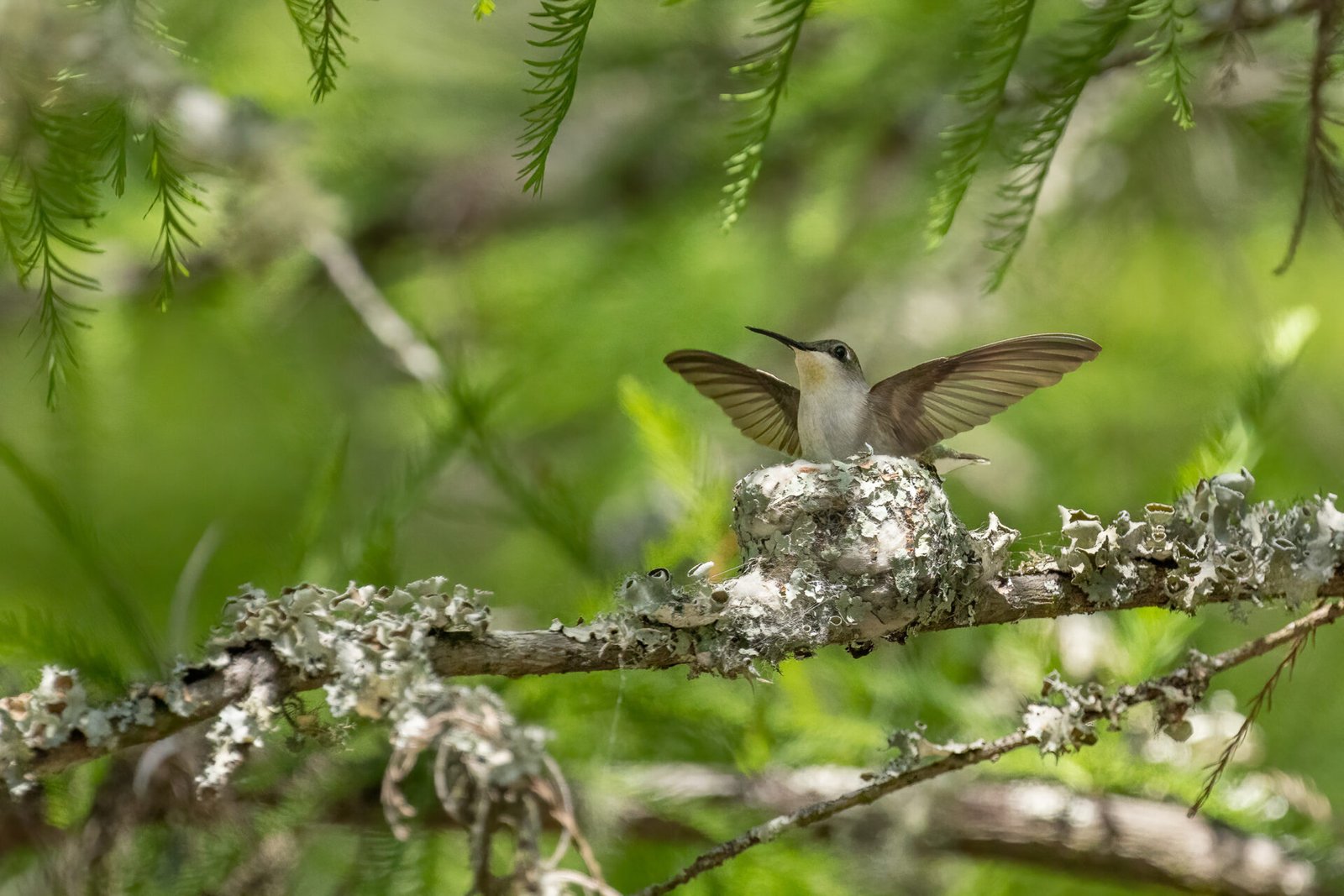 Ruby Throated Humminbird Female Arriving Back At Nest