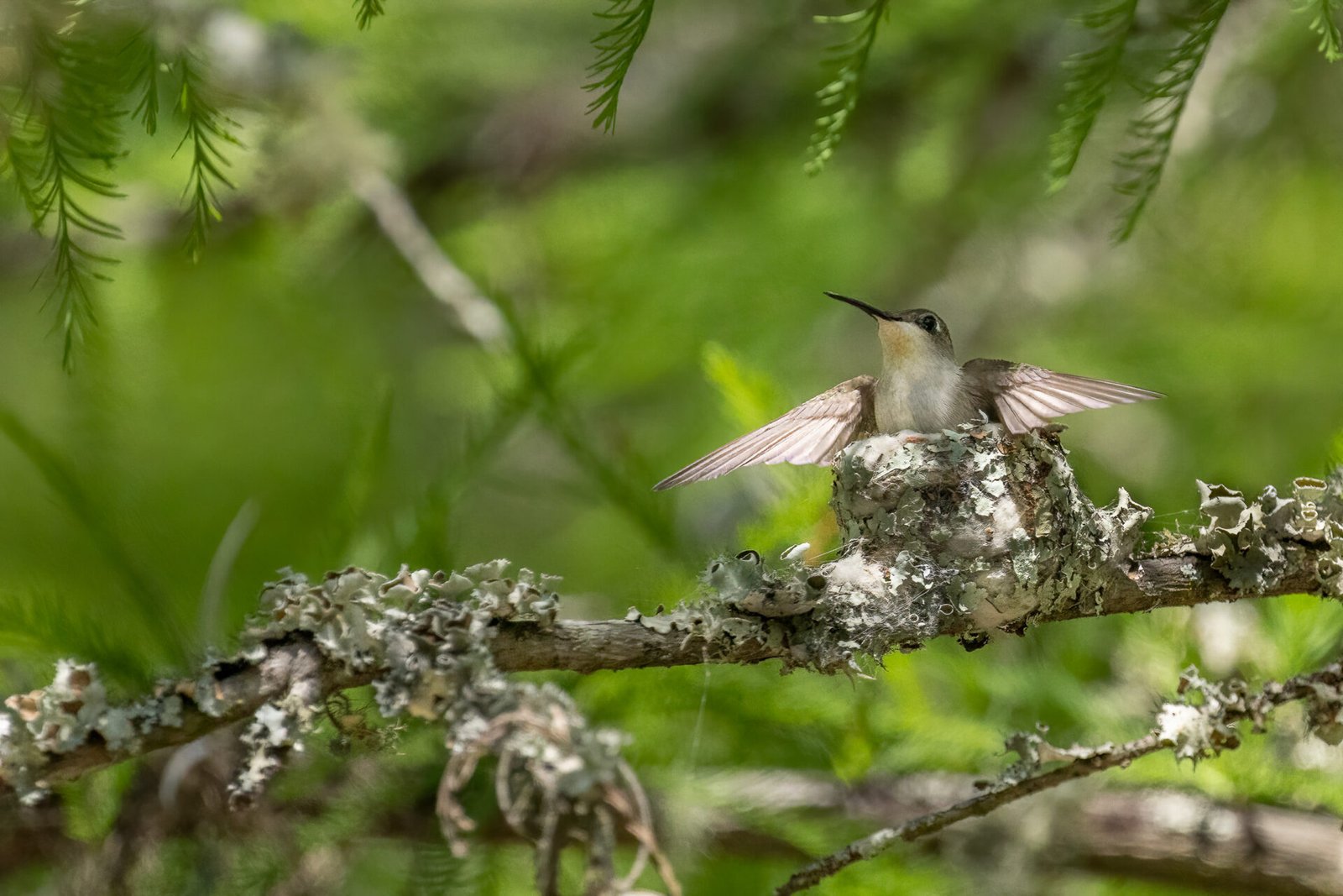 Ruby Throated Humminbird Female Landing On Nest