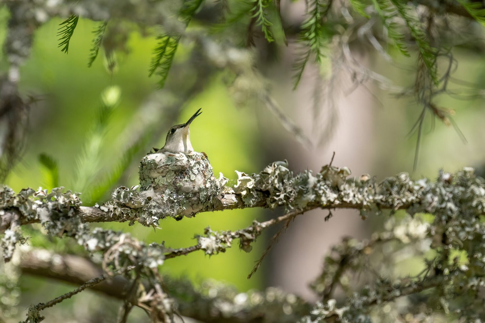 Ruby Throated Humminbird Female Nestled Down On Eggs