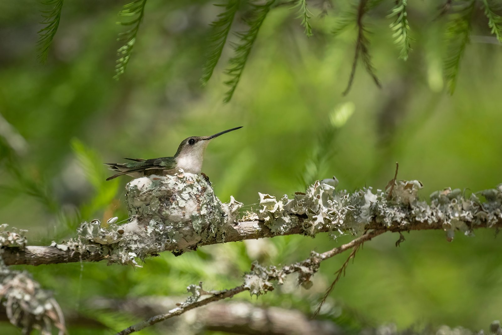 Ruby Throated Humminbird Female Resting On Nest