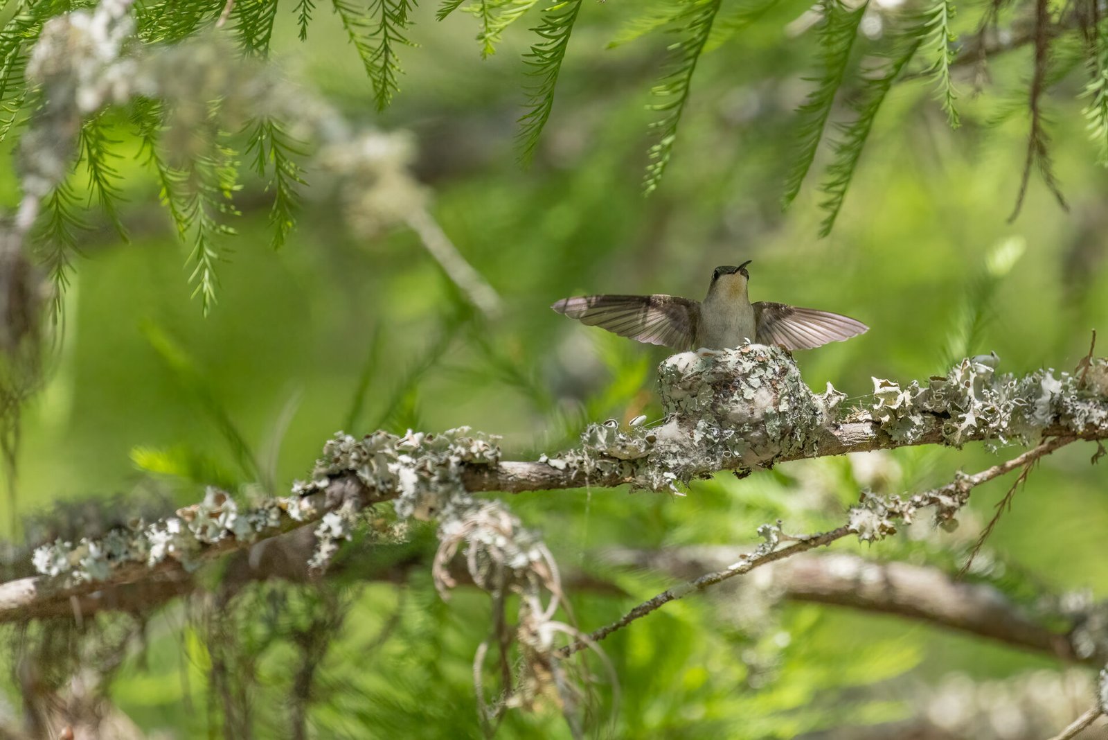 Ruby Throated Humminbird Female Returning To Nest