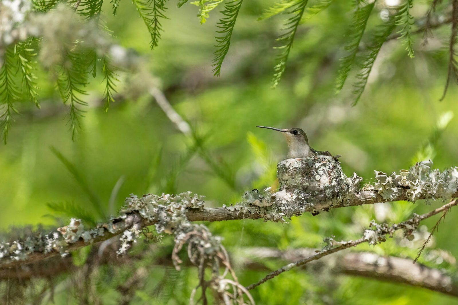 Ruby Throated Humminbird Female Sitting On Nest