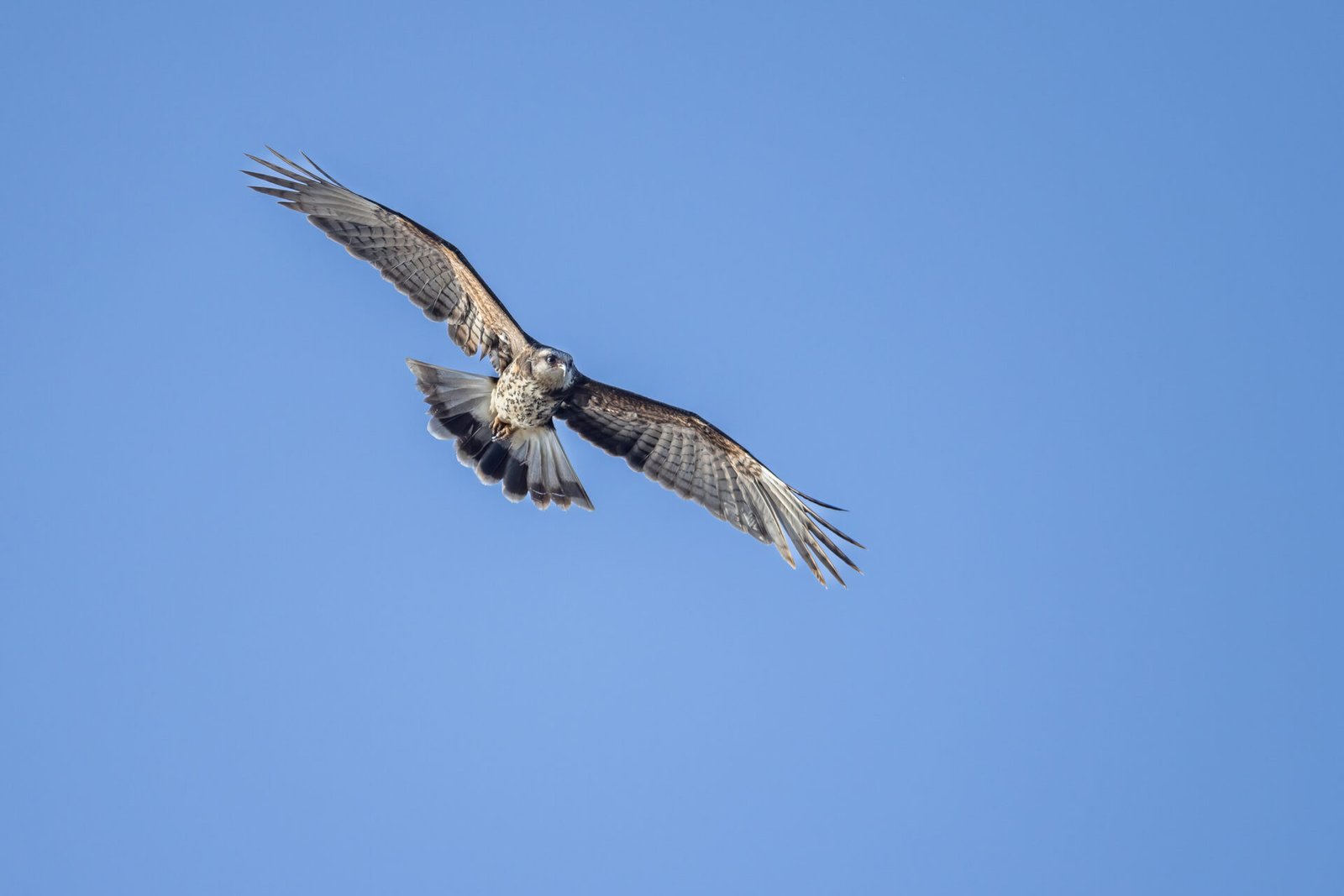 Snail Kite Circling Over Lake