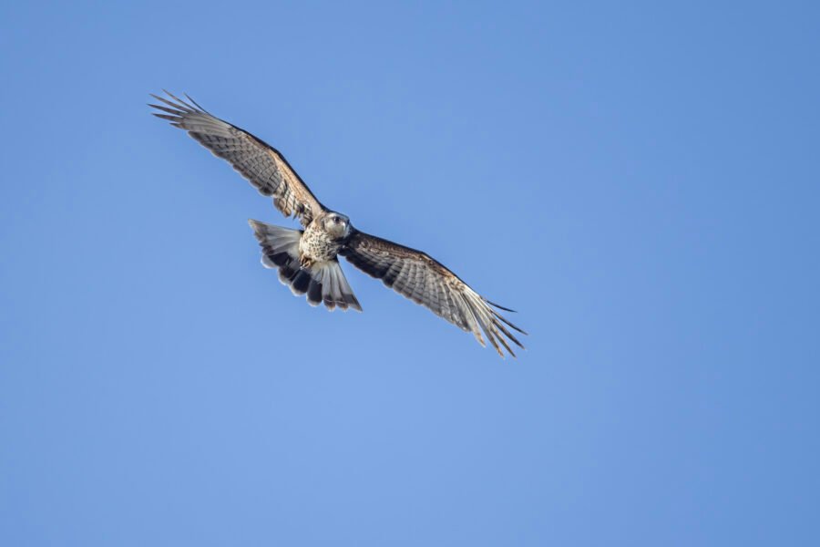 Snail Kite Circling Over Lake