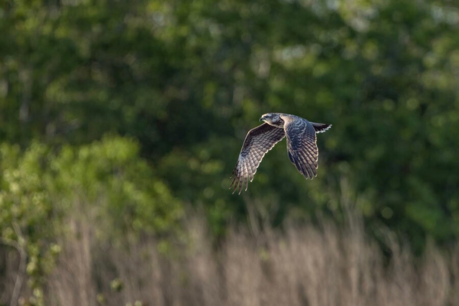 Snail Kite Flying By To Left