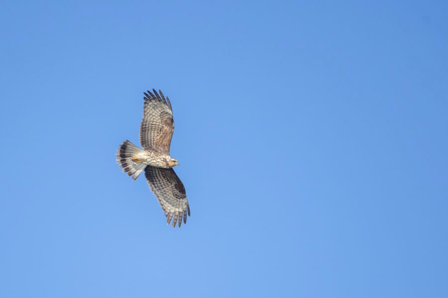 Snail Kite Gliding Over Water