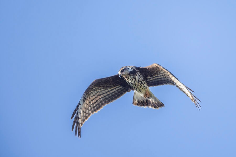Snail Kite Hovering Looking For Snails