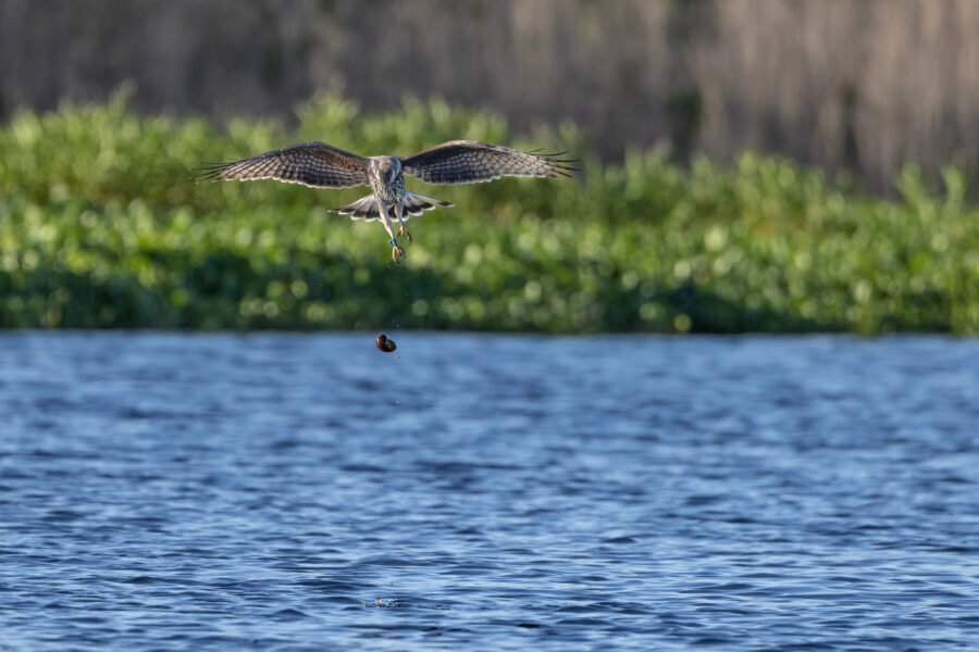 Snail Kite Losing Grip On Snail