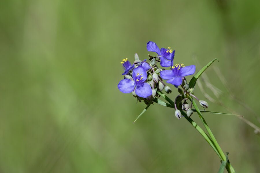 Spiderwort Flower Closeup