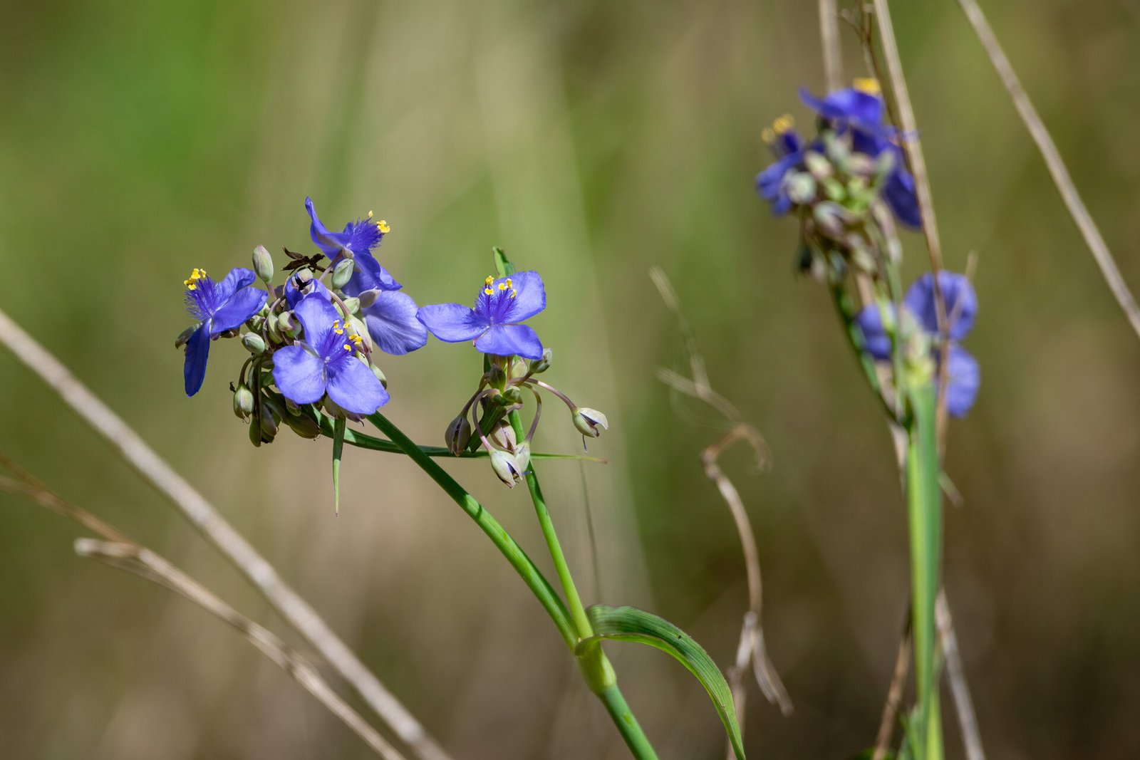 Spiderwort Flowers In Field